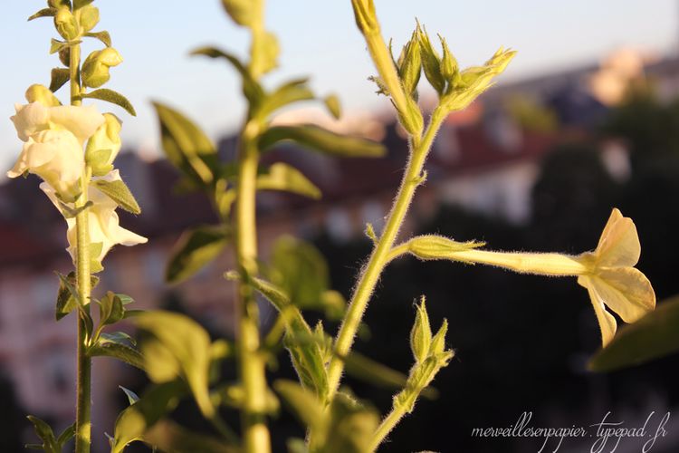 Fleurs-des-champs-8